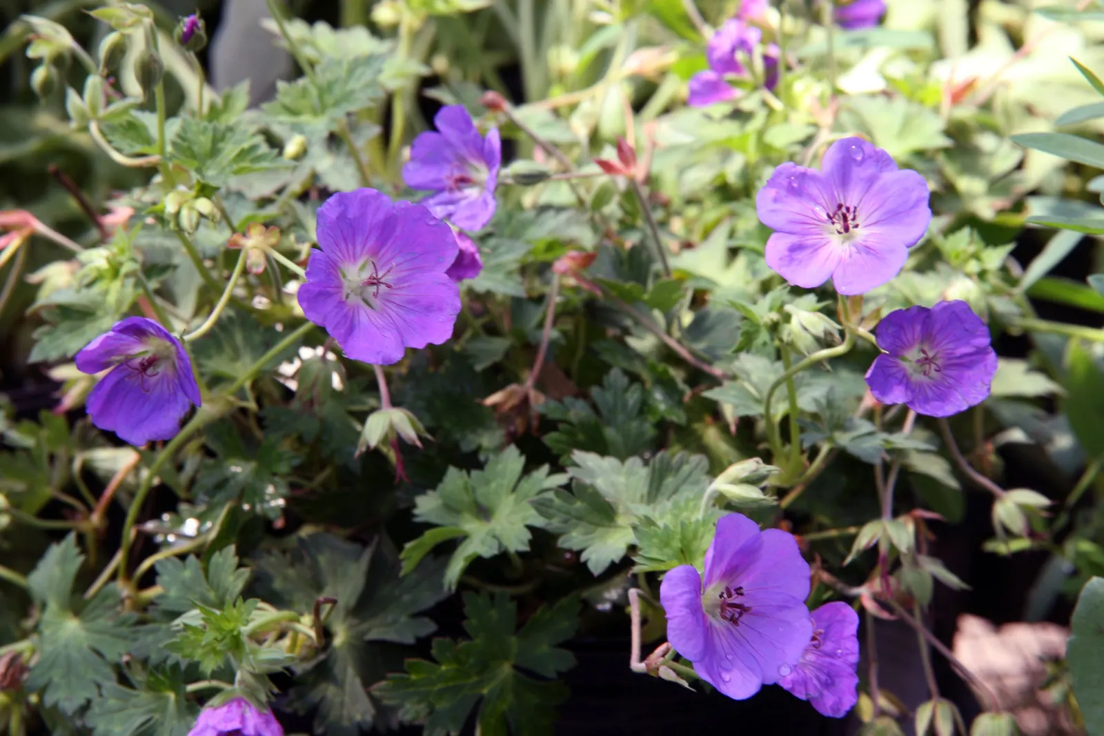 Pink Penny Cranesbill (Geranium 'Pink Penny') — with its scientific moniker Geranium 'Pink Penny'