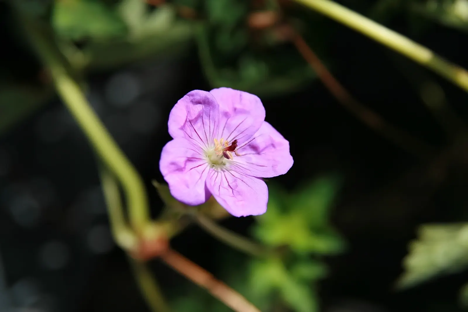 Pink Penny Cranesbill (Geranium 'Pink Penny') — They are remarkably low maintenance