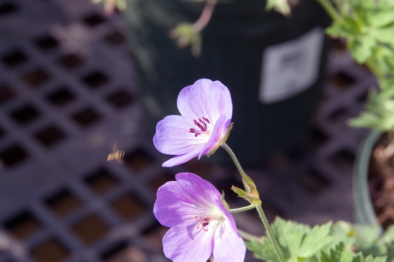 Pink Penny Cranesbill (Geranium 'Pink Penny') — It features vivid violet-blue blooms, each with a white center, spanning 2-2.5 inches across