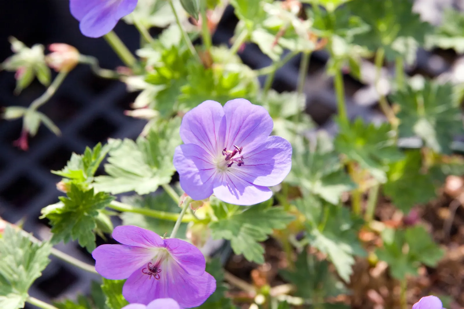 Pink Penny Cranesbill (Geranium 'Pink Penny') — 'Pink Penny' geraniums express an elegant