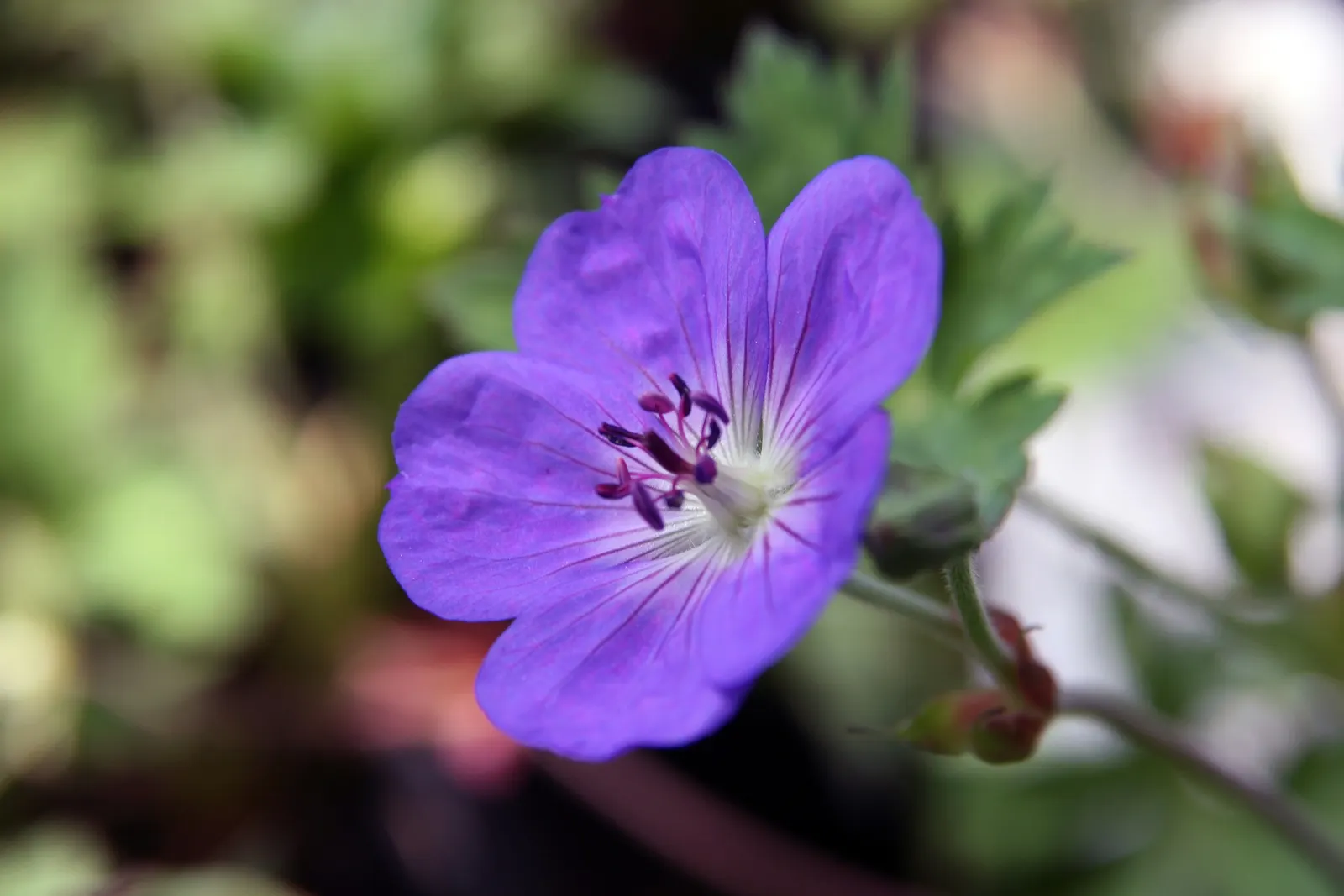 Pink Penny Cranesbill (Geranium 'Pink Penny') — emerald-green foliage serves as a lush backdrop