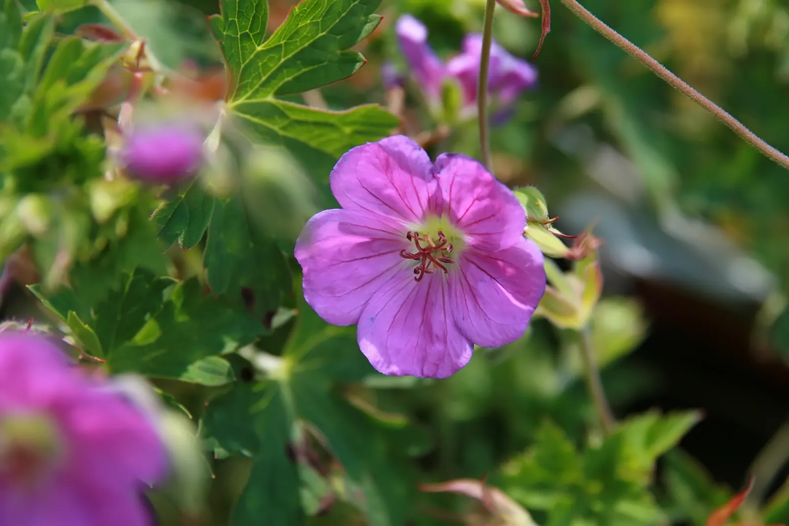 Pink Penny Cranesbill (Geranium 'Pink Penny') — turning to shades of resplendent bronze and crimson as autumn approaches