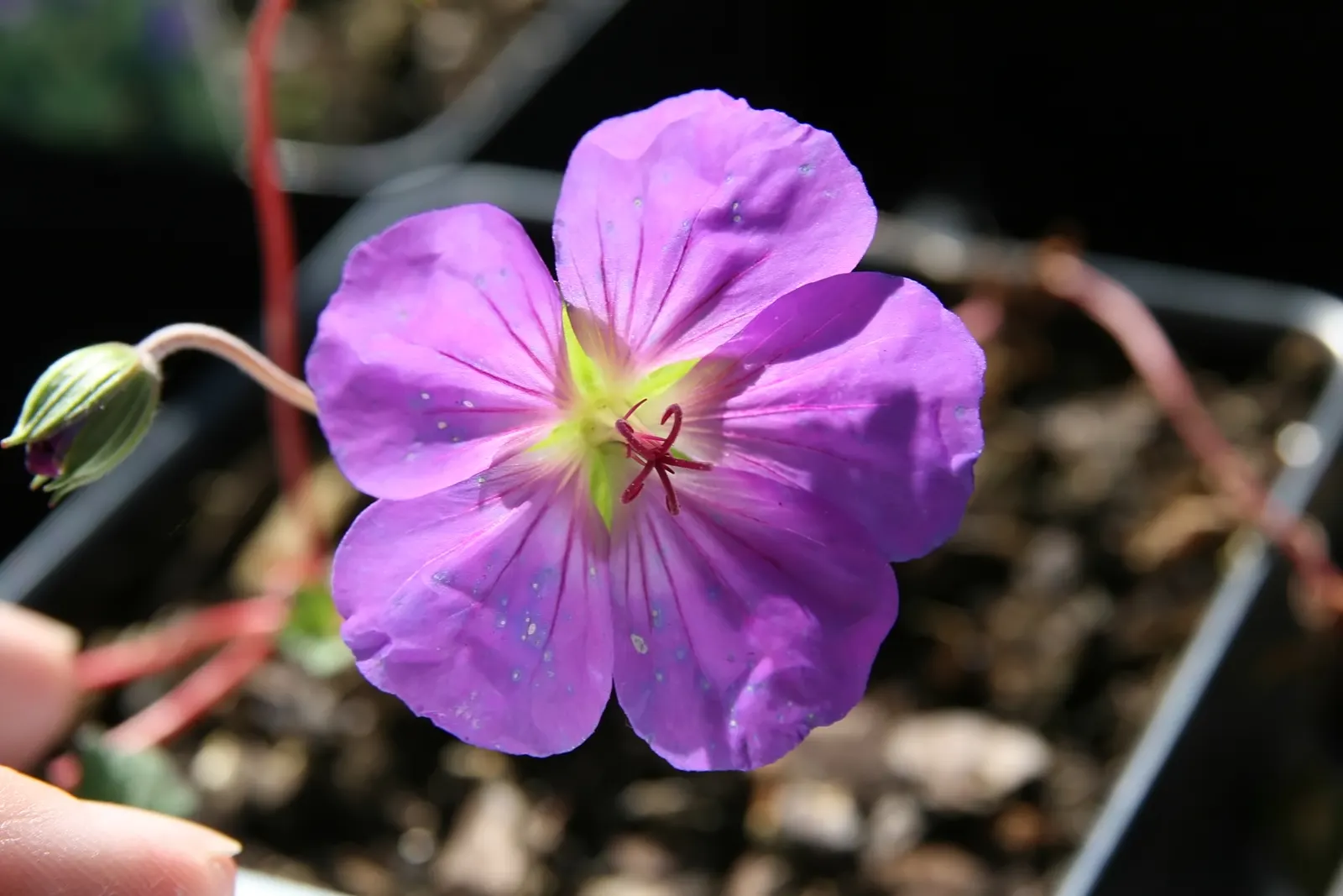Pink Penny Cranesbill (Geranium 'Pink Penny') — thus providing an extended display of seasonal interest.<br><br>Adaptable to a variety of soil conditions