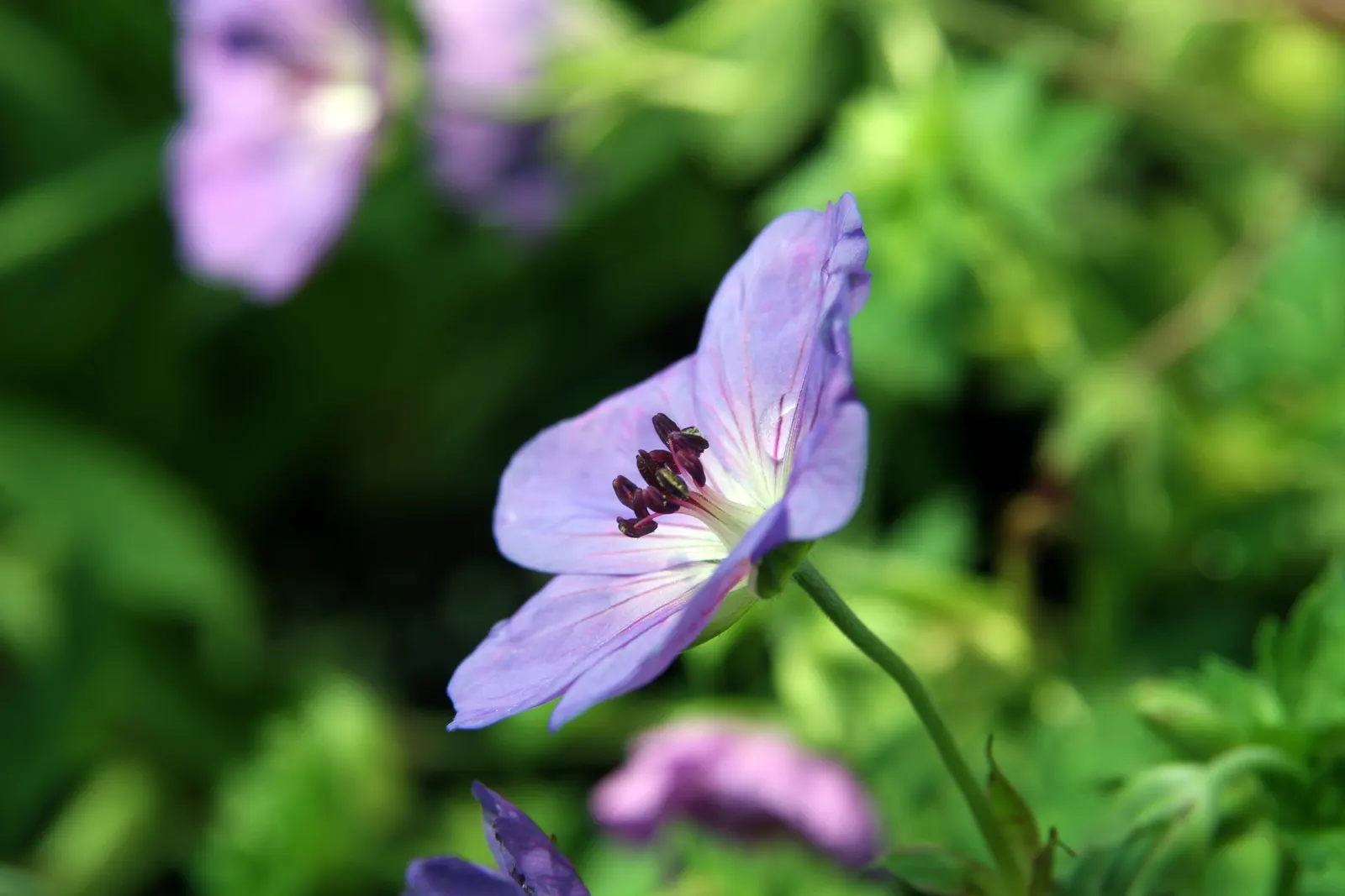 Pink Penny Cranesbill (Geranium 'Pink Penny') — The 'Pink Penny' Geranium