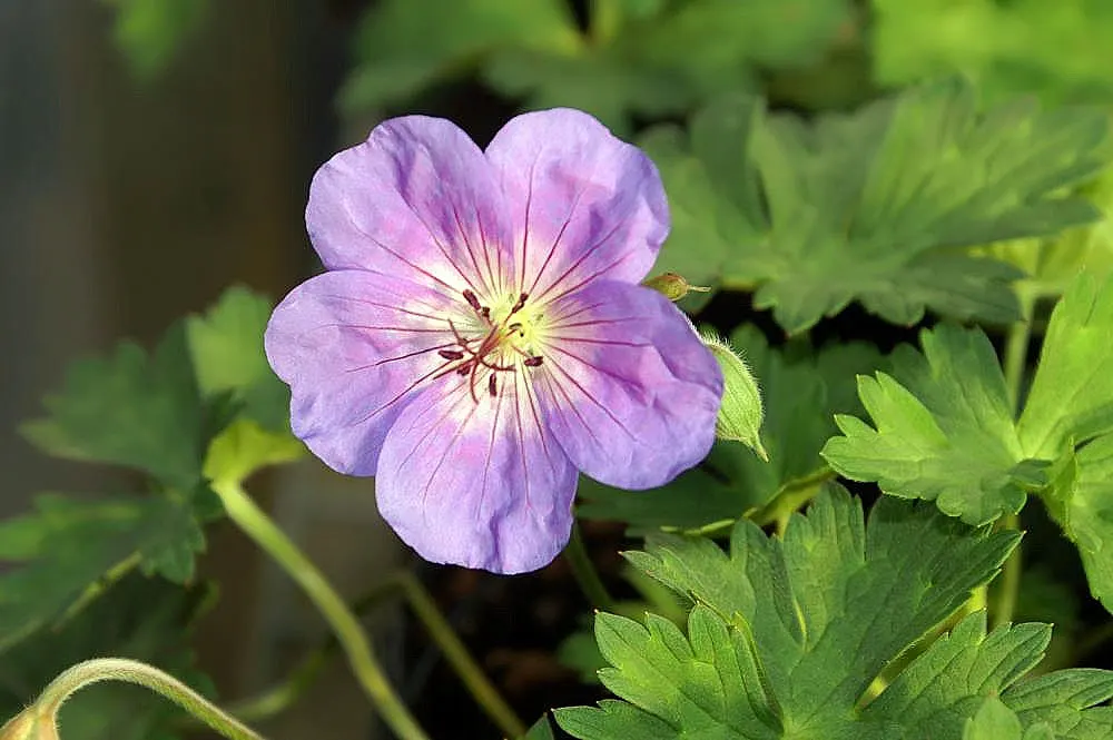 Pink Penny Cranesbill (Geranium 'Pink Penny') — is a perennial treasure in any garden setting