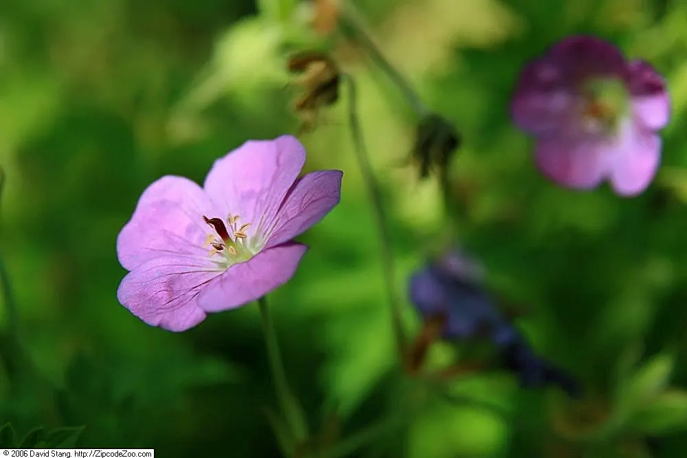 Pink Penny Cranesbill (Geranium 'Pink Penny') — a vibrant cultivar of the Geranium Rozanne lineage