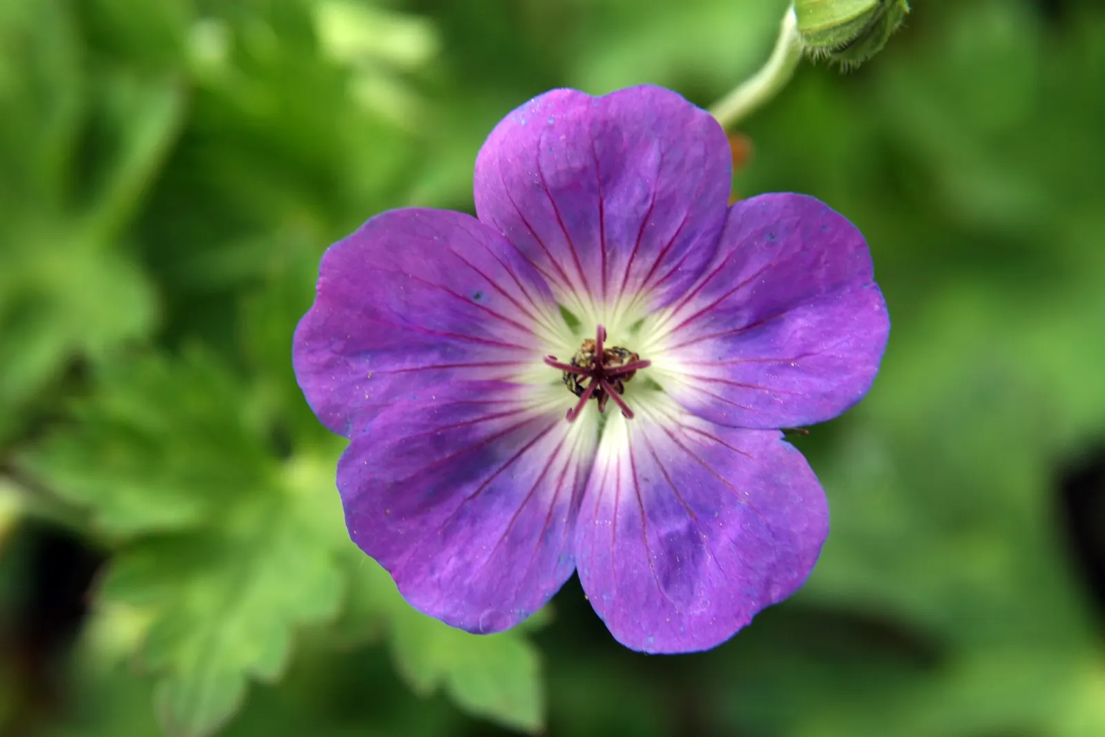Pink Penny Cranesbill (Geranium 'Pink Penny') — from late spring to first frost