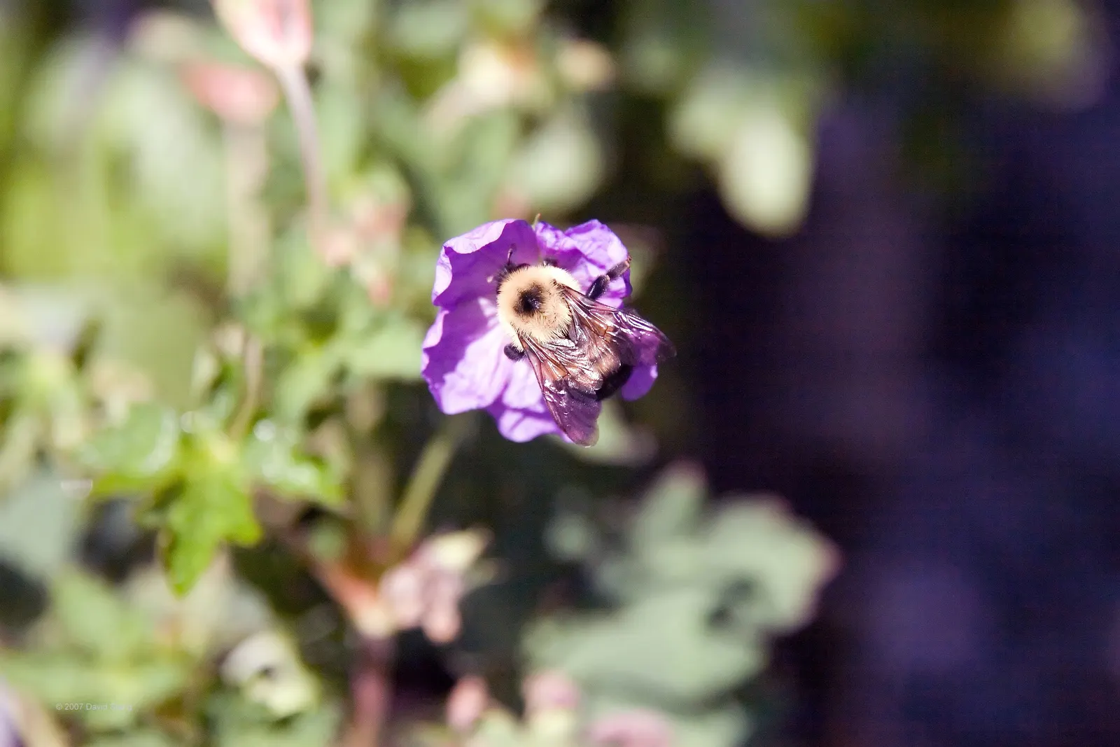 Pink Penny Cranesbill (Geranium 'Pink Penny') — these geraniums thrive best in full sun to partial shade and prefer moist