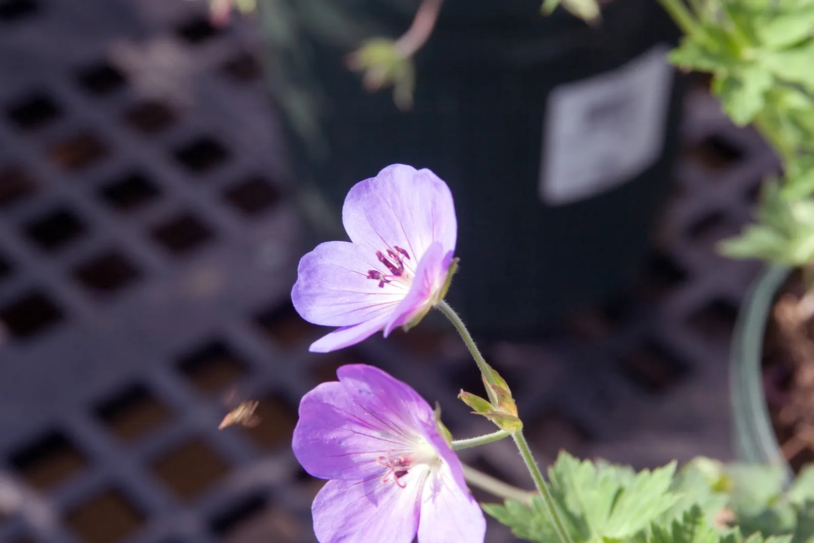 Pink Penny Cranesbill (Geranium 'Pink Penny') — Noted for its lengthy flowering period