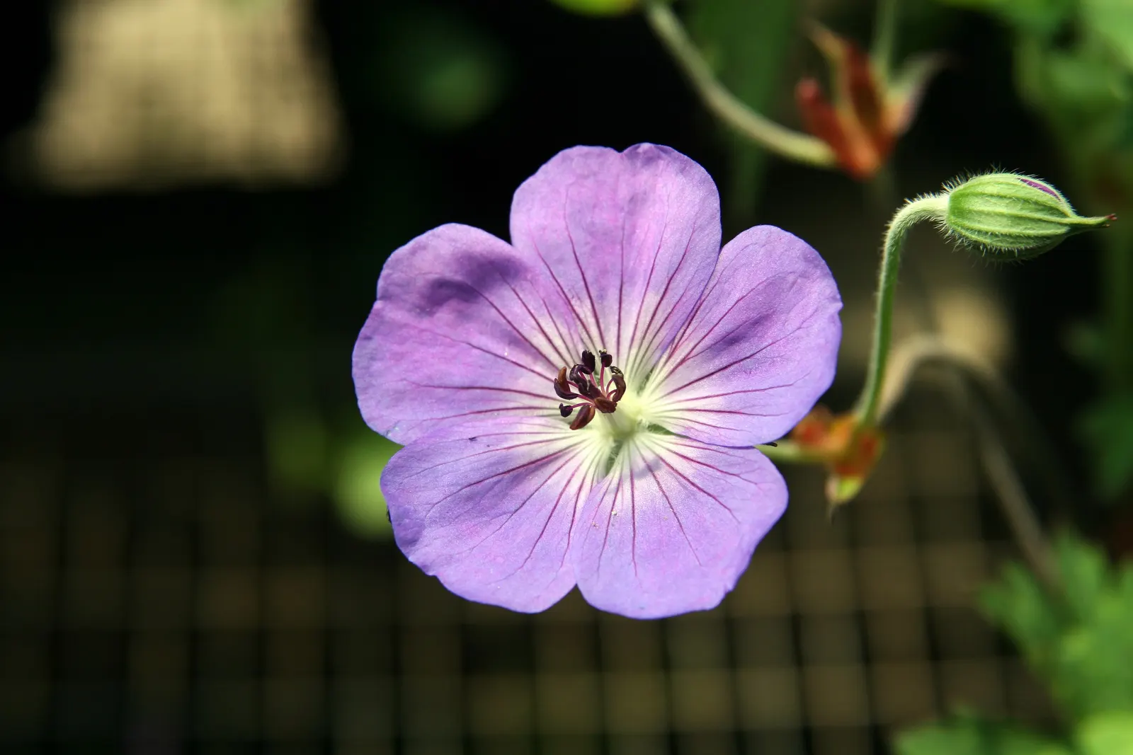 Pink Penny Cranesbill (Geranium 'Pink Penny') — This low-maintenance plant prefers full sun to part shade and tolerates a range of soil conditions