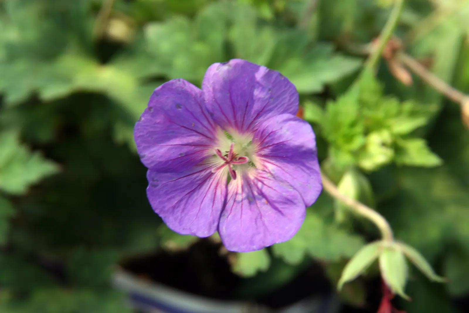 Pink Penny Cranesbill (Geranium 'Pink Penny') — it reaches a mature size of 1.5-2 feet in height and spread