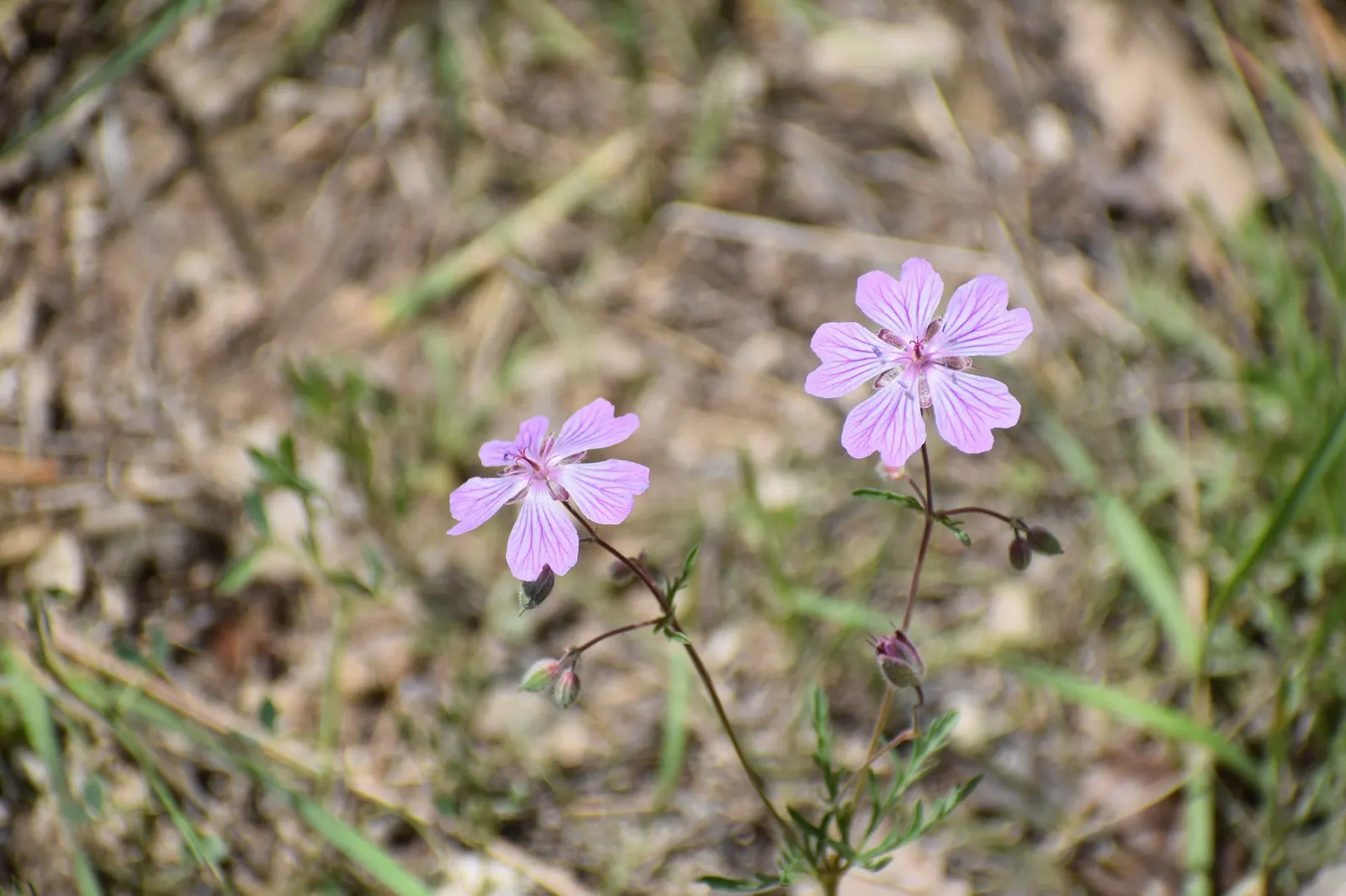 Pink Penny Cranesbill (Geranium 'Pink Penny') — pink flowers in the garden
