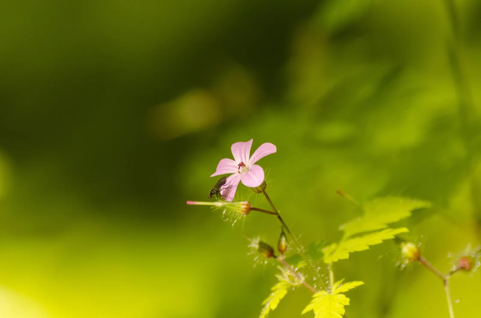 Pink Penny Cranesbill (Geranium 'Pink Penny') — The 'Pink Penny' Geranium; ground cover / perennial for full or half