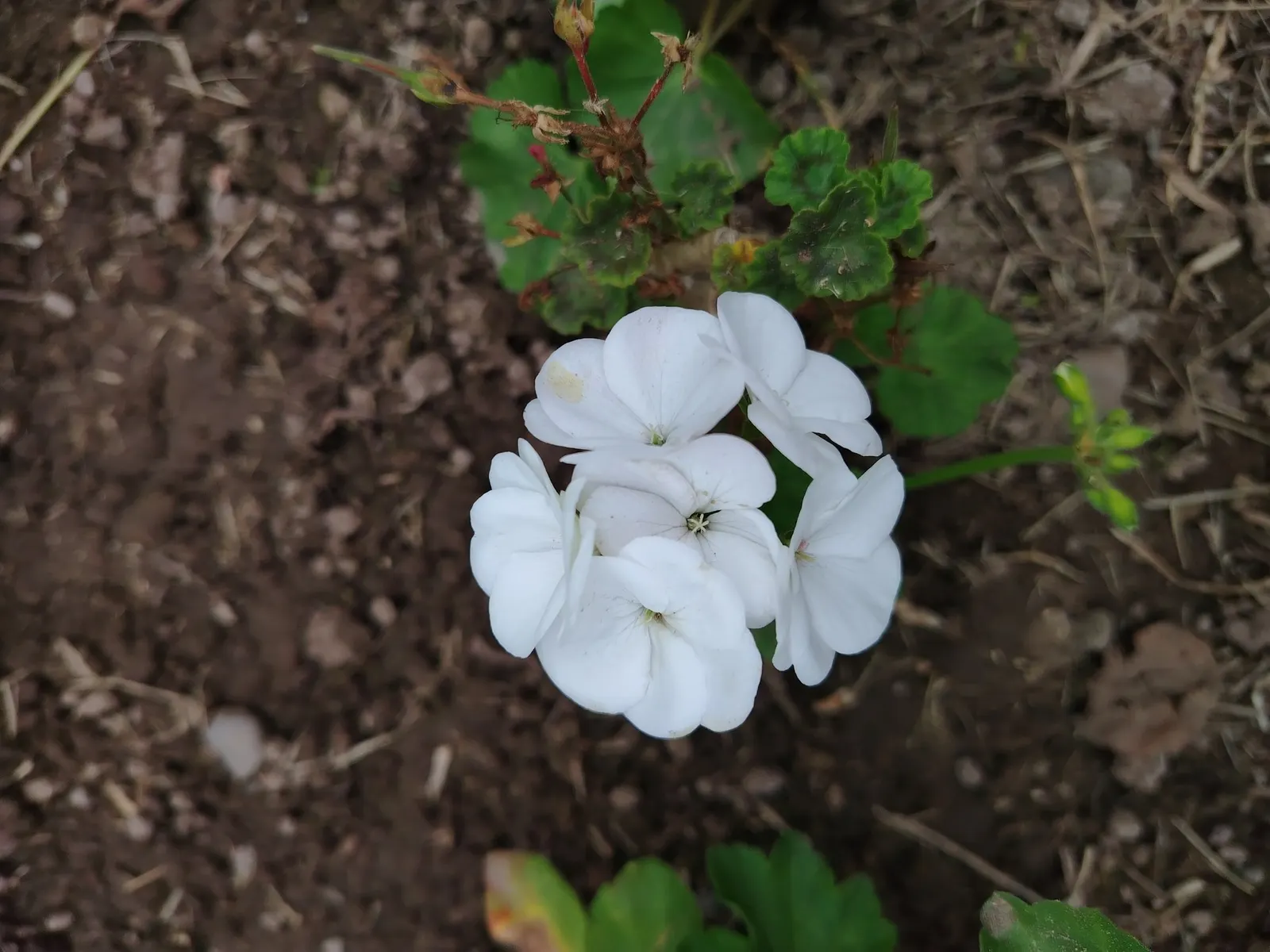 Pink Penny Cranesbill (Geranium 'Pink Penny') — It features vivid violet-blue blooms, each with a white center, spanning 2-2.5 inches across; 'Pink Penny'