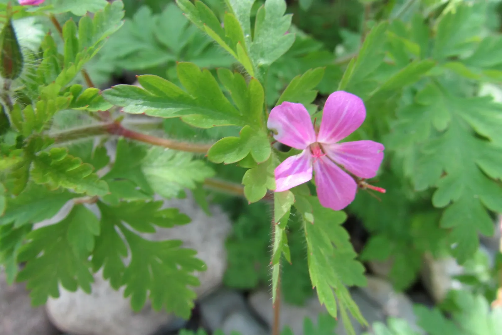 Pink Penny Cranesbill (Geranium 'Pink Penny') — is a perennial treasure in any garden setting; thus providing an extended display of seasonal