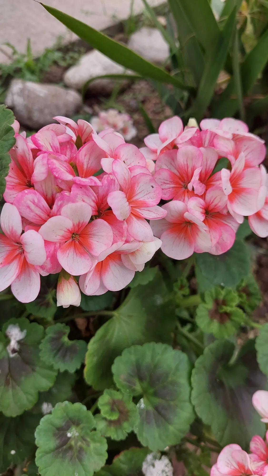 Pink Penny Cranesbill (Geranium 'Pink Penny') — from late spring to first frost; it features vivid violet-blue blooms, each with a white center, spanning 2-2.5