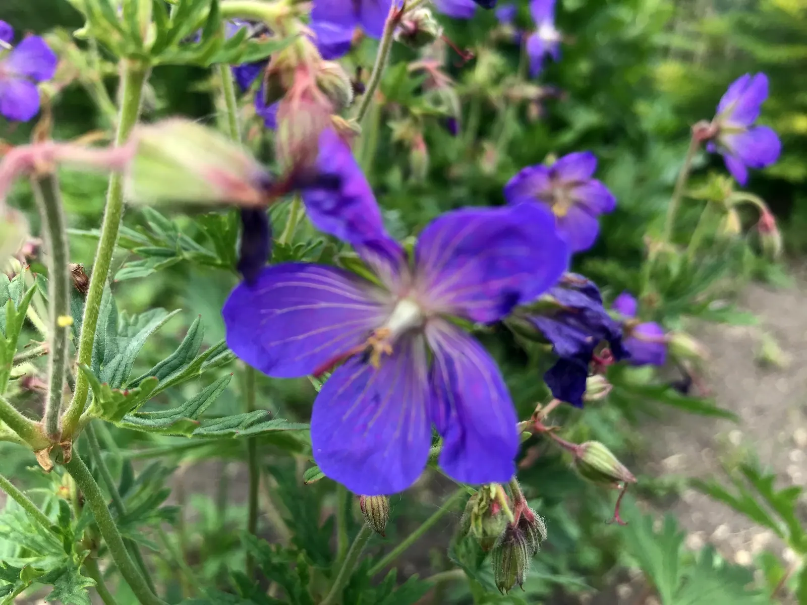 Pink Penny Cranesbill (Geranium 'Pink Penny') — requiring minimal care beyond occasional deadheading to encourage continued blooming