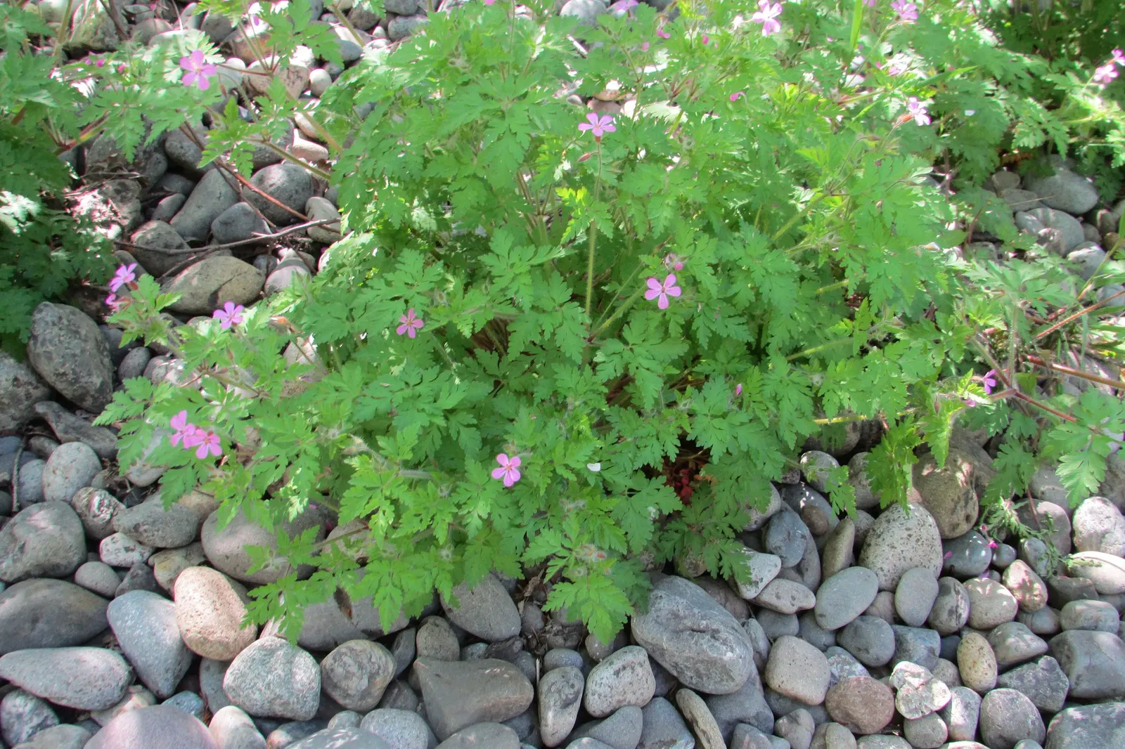 Pink Penny Cranesbill (Geranium 'Pink Penny') — signifying their capability to withstand a minimum temperature bracket of -20&deg;F to 20&deg;F