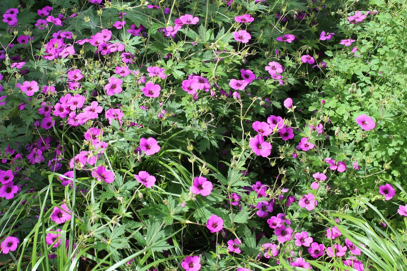 Pink Penny Cranesbill (Geranium 'Pink Penny') — Rozanne Cranesbill (Geranium 'Rozanne') is a hardy perennial, thriving in zones 4-9; from late spring to first