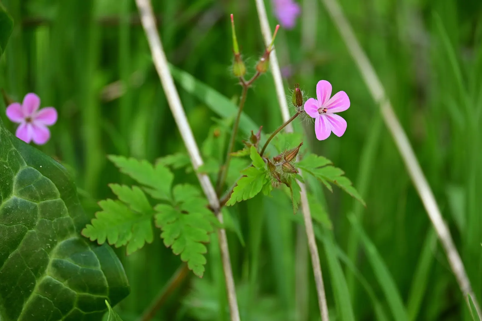 Pink Penny Cranesbill (Geranium 'Pink Penny') — a vibrant cultivar of the Geranium Rozanne lineage; the 'Pink Penny' Geranium