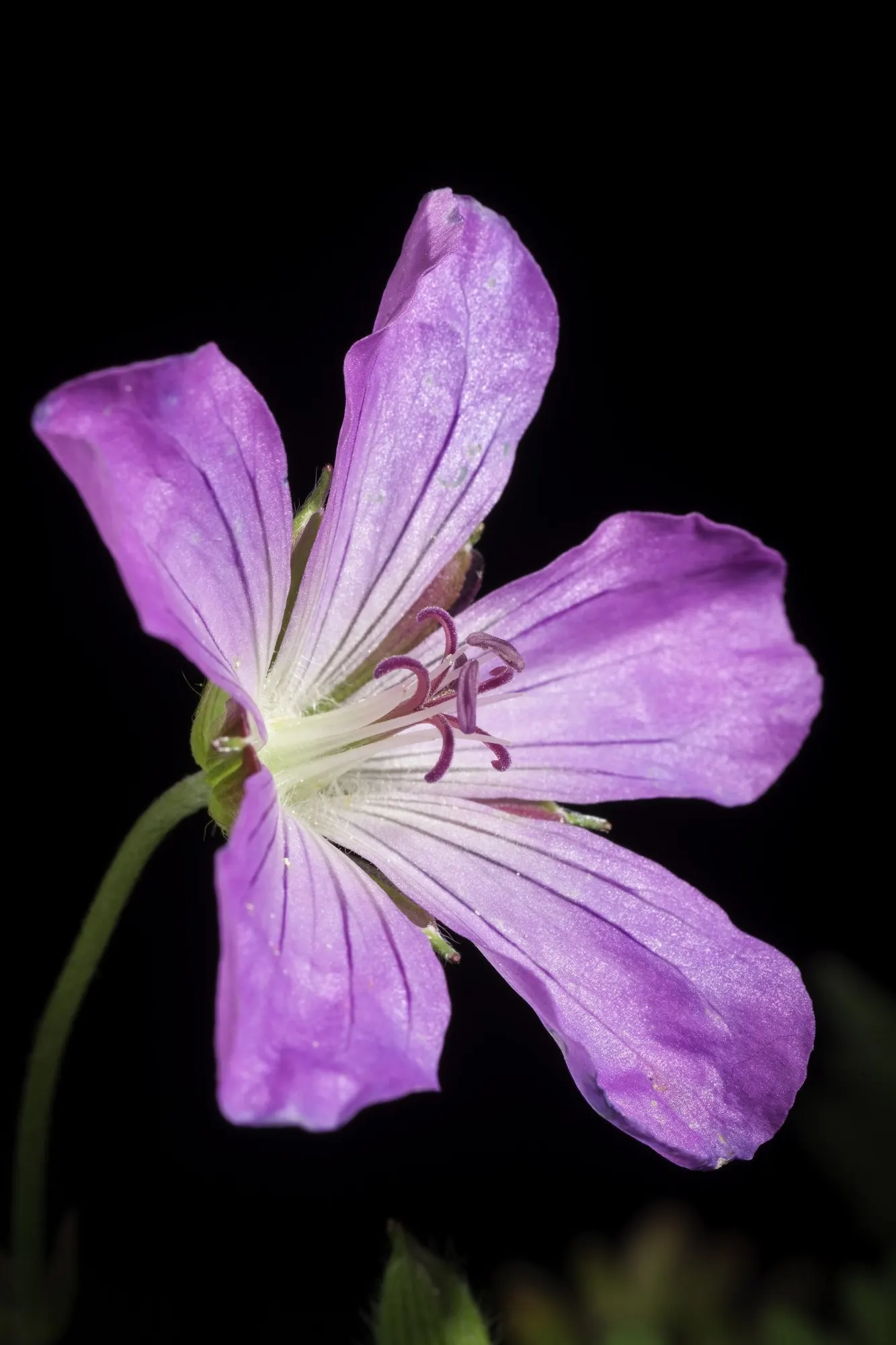 Pink Penny Cranesbill (Geranium 'Pink Penny') — ground cover / perennial with pink blooms