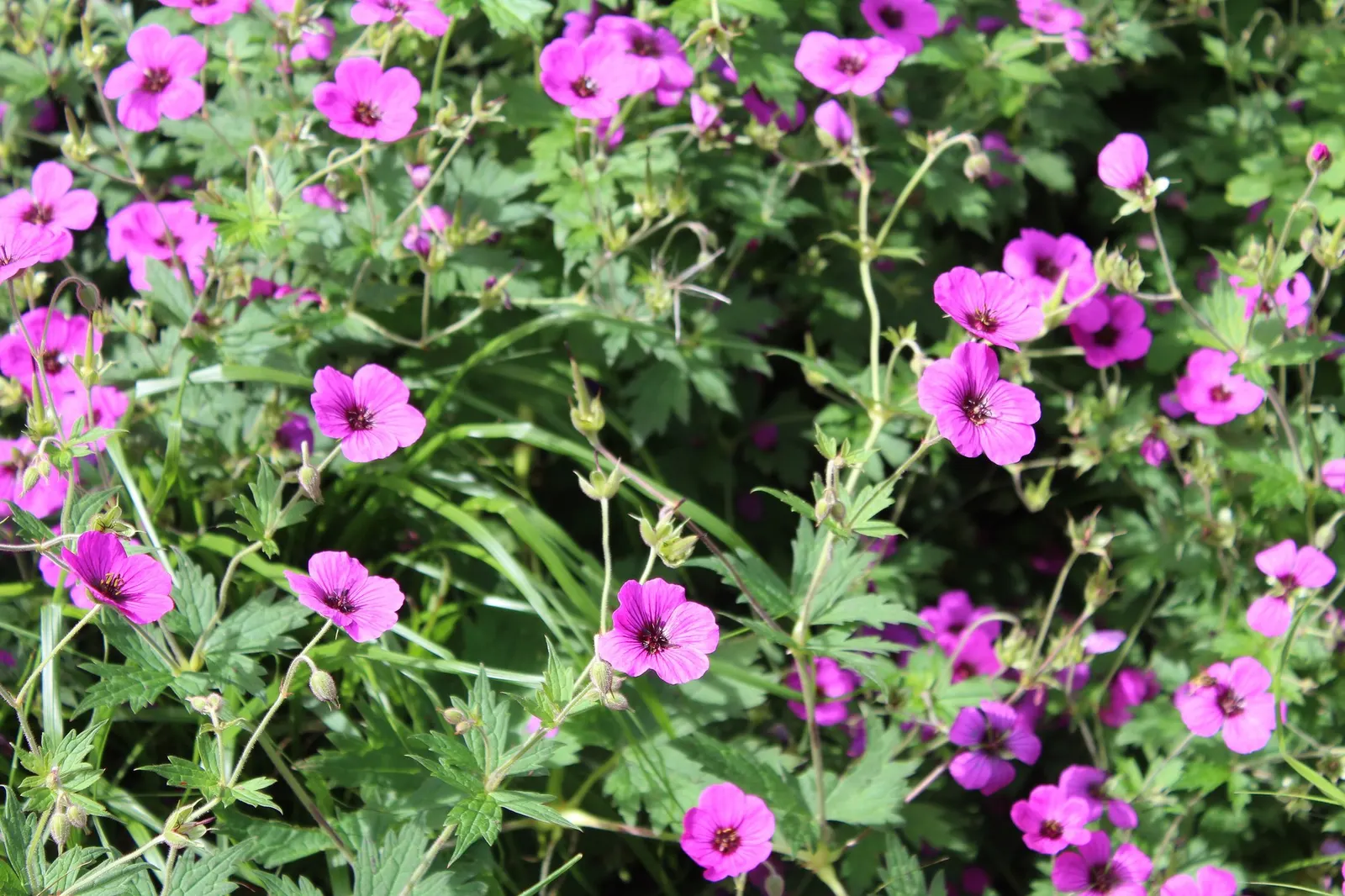 Pink Penny Cranesbill (Geranium 'Pink Penny') — ground cover / perennial for full or half