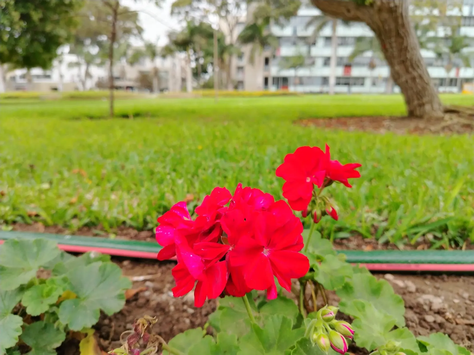 Pink Penny Cranesbill (Geranium 'Pink Penny') — coupled with their generous flowering period and minimal upkeep