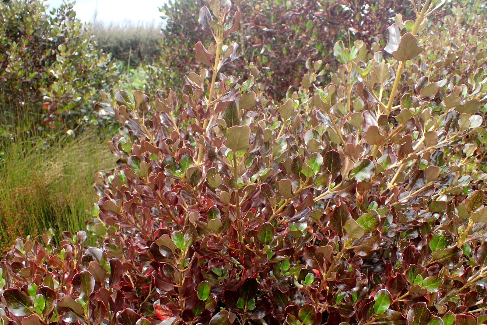 Plum Hussey Coprosma (Coprosma 'Plum Hussey') — evergreen shrub with a compact habit