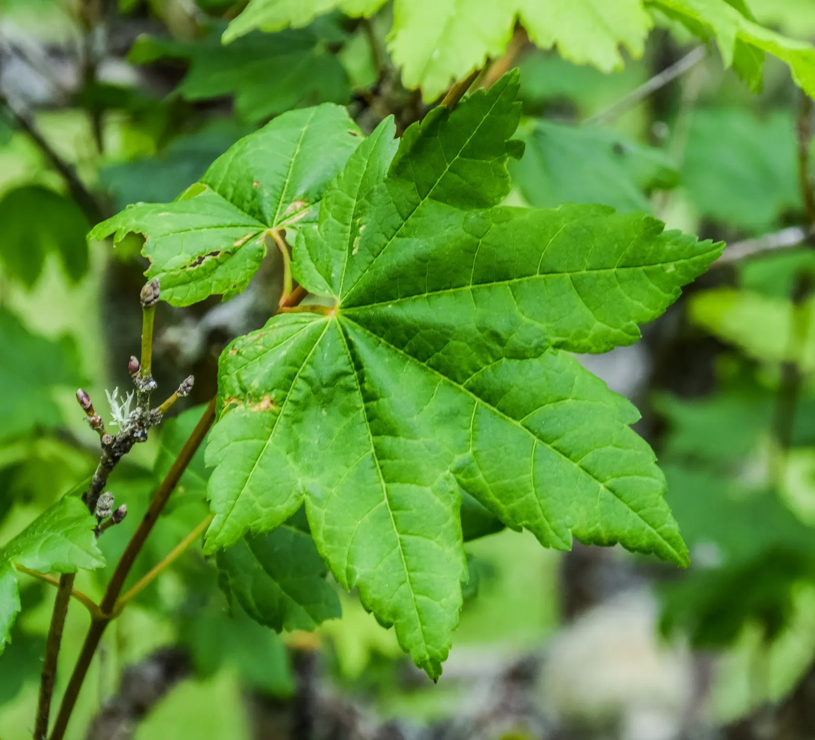 Vine Maple (Acer Circinatum) — this understory tree adds gentle structure and is particularly noted for its elegant; shrub / tree for half or shade