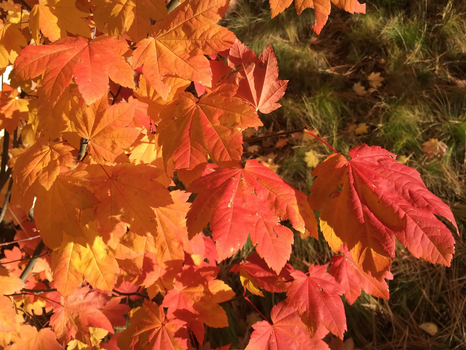 Vine Maple (Acer Circinatum) — palmate leaves that turn fiery red-orange in fall; prefers partial shade and moist, well-drained soil, image 64