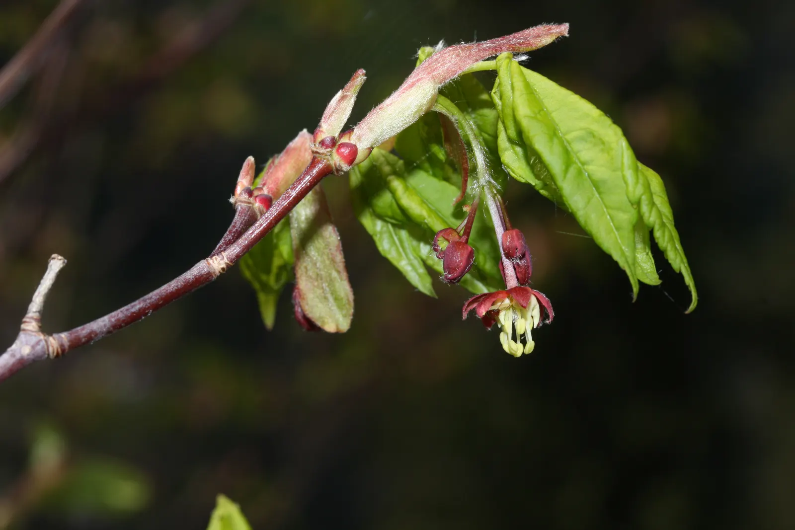 Vine Maple (Acer Circinatum) — Native to the Pacific Northwest; though it tolerates sunnier spots if given adequate moisture, image 42