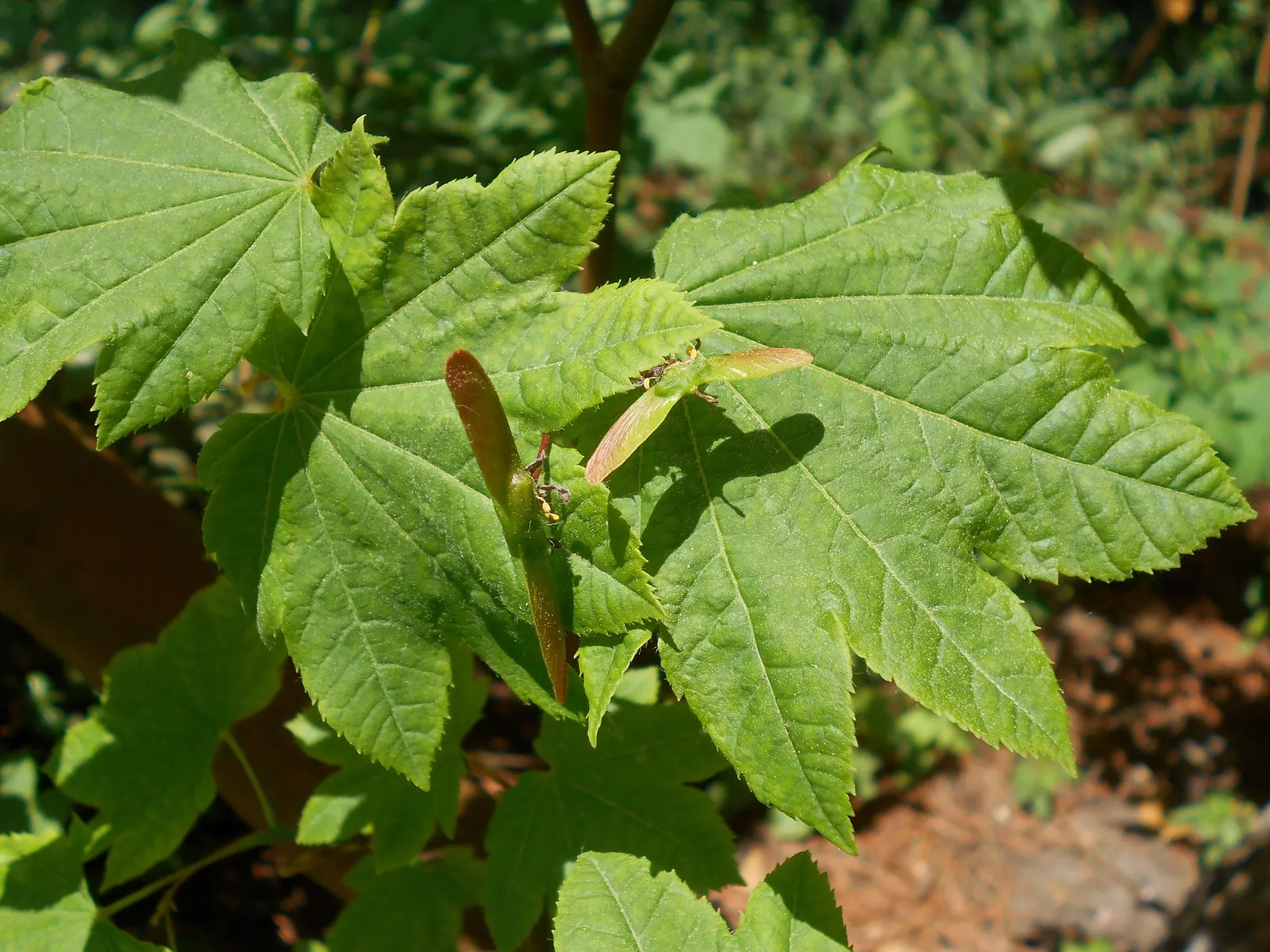 Vine Maple (Acer Circinatum) — providing dynamic seasonal interest and habitat value; it's ideal for understory plantings and woodland gardens