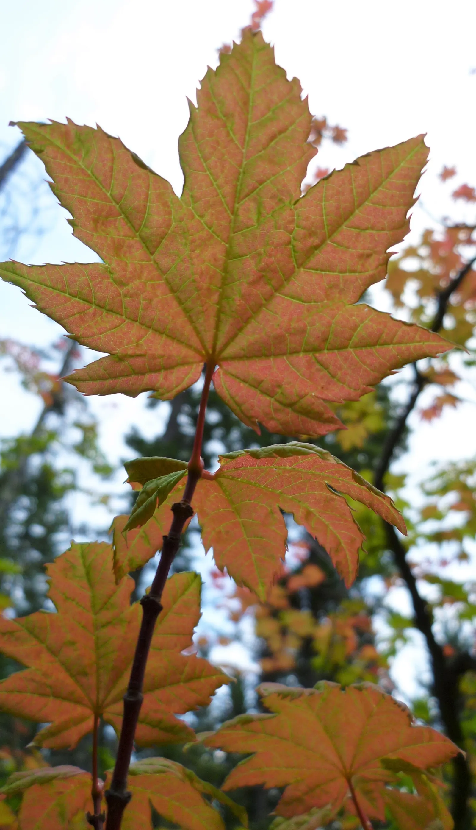 Vine Maple (Acer Circinatum) — or even in large container displays; this understory tree adds gentle structure and is particularly noted for its, image 76