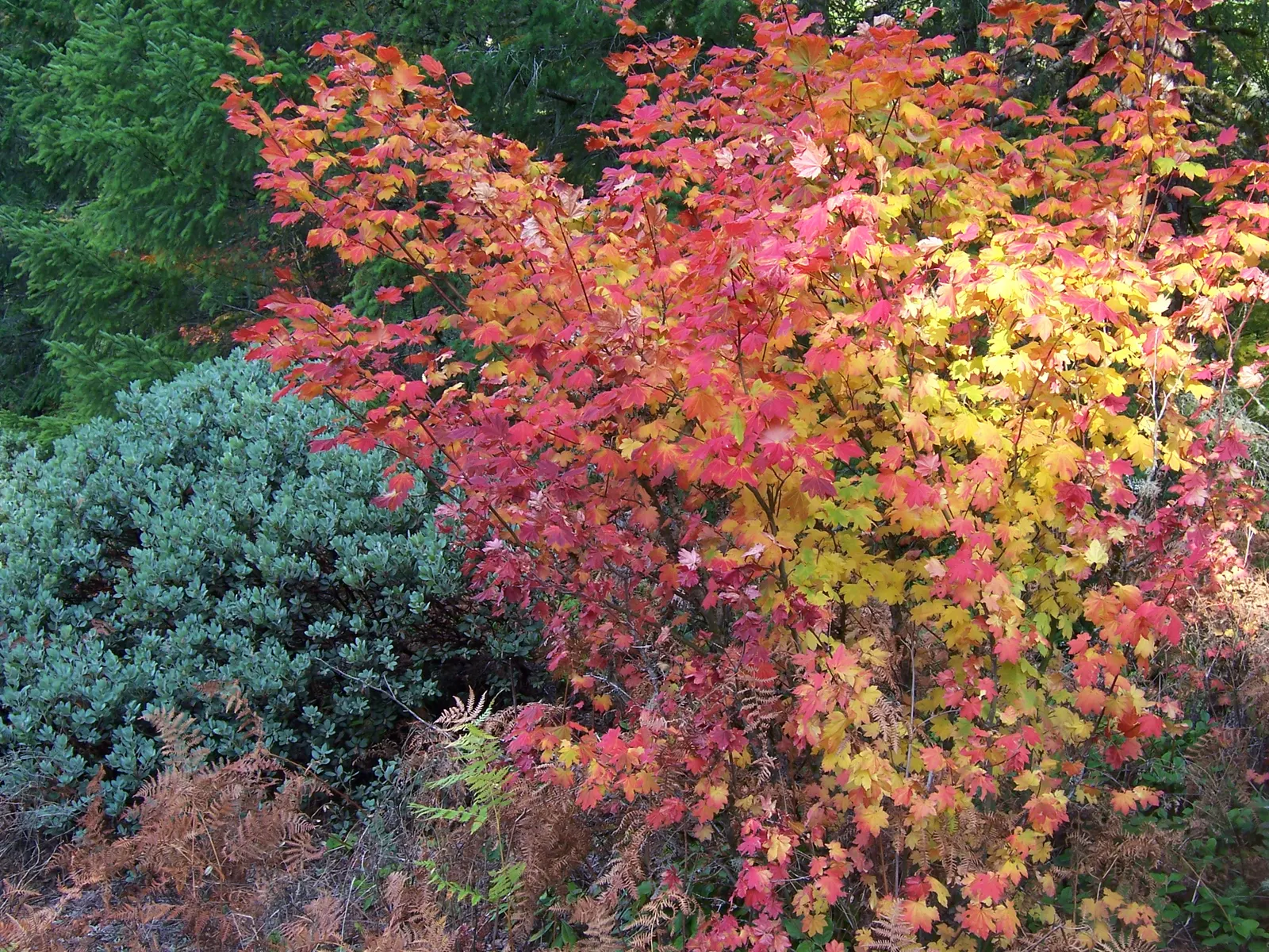 Vine Maple (Acer Circinatum) — well-drained soils and excels in soil pH ranges from acidic to neutral.<br><br>Additionally; is a captivating and versatile
