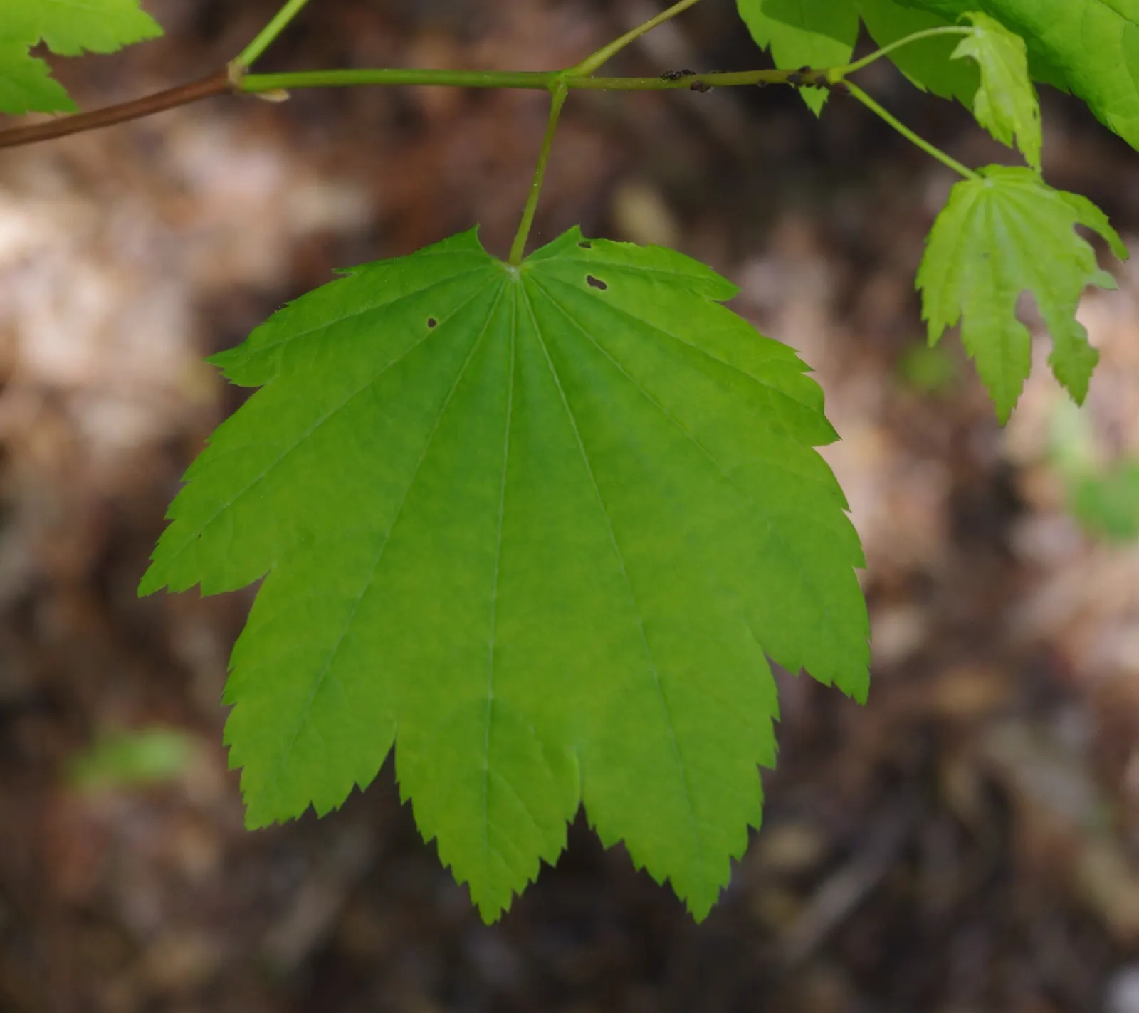 Vine Maple (Acer Circinatum) — is a captivating and versatile deciduous shrub native to the lush forests of the Pacific Northwest; well-drained, image 48
