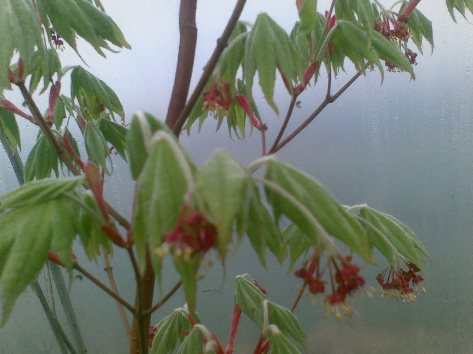 Vine Maple (Acer Circinatum) — It is well-suited to moist; the Vine Maple (Acer circinatum) is a sculptural deciduous shrub to small tree, image 52
