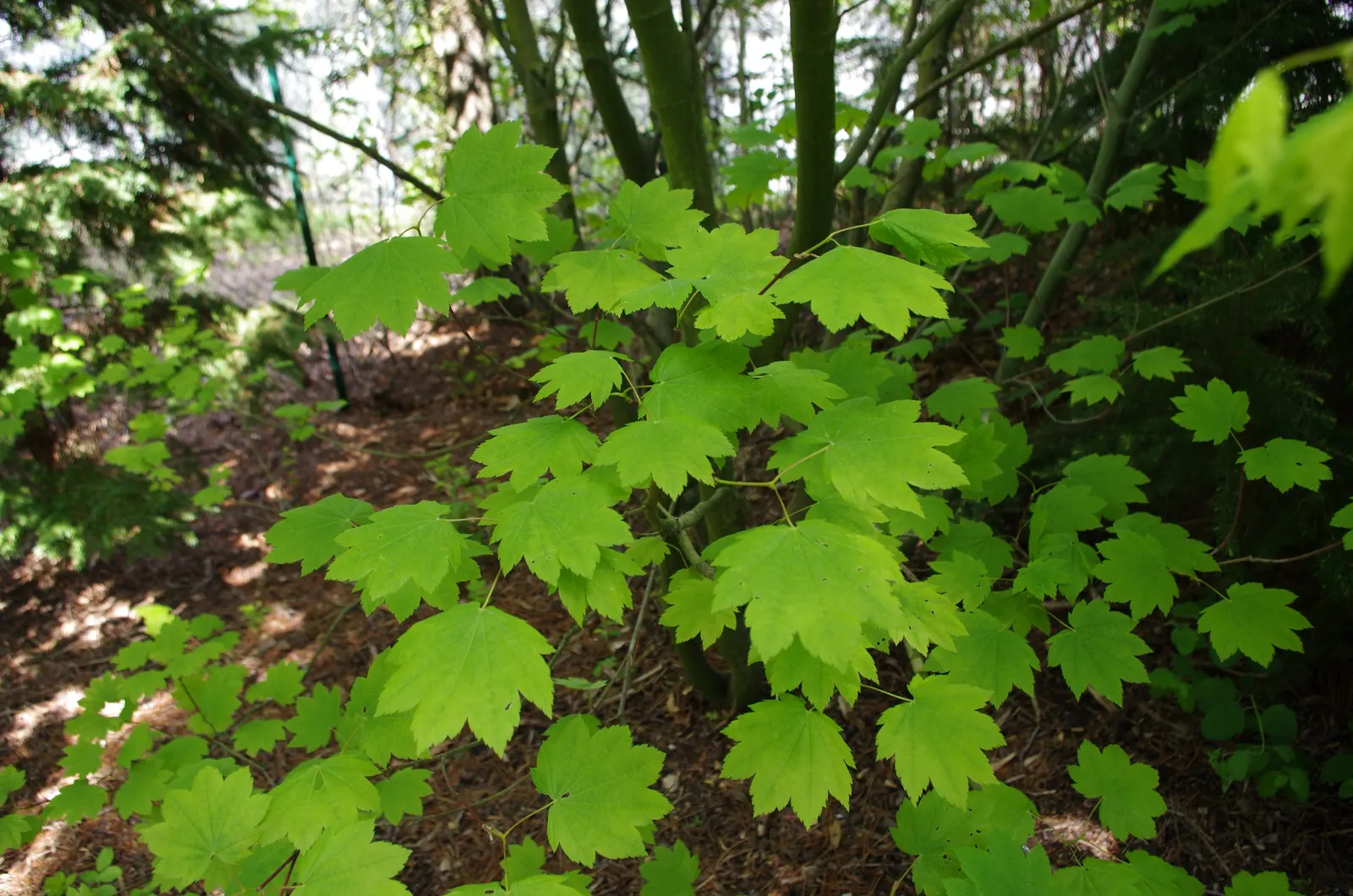 Vine Maple (Acer Circinatum) — spreading shape with green; green and red flowers in the garden, image 63