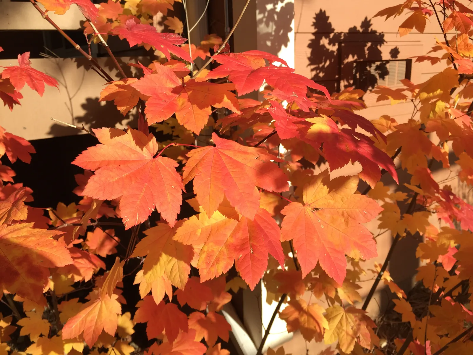 Vine Maple (Acer Circinatum) — well-drained soils and excels in soil pH ranges from acidic to neutral.<br><br>Additionally; is a captivating and, image 73