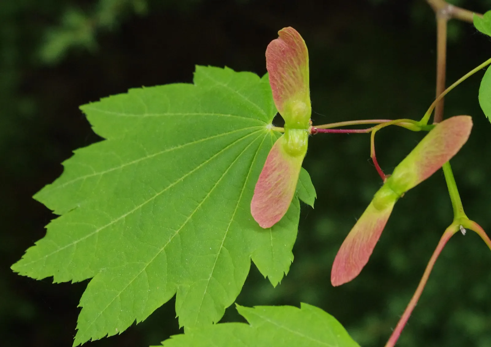 Vine Maple (Acer Circinatum) — well-drained soils and excels in soil pH ranges from acidic to neutral.<br><br>Additionally; is a captivating and, image 53