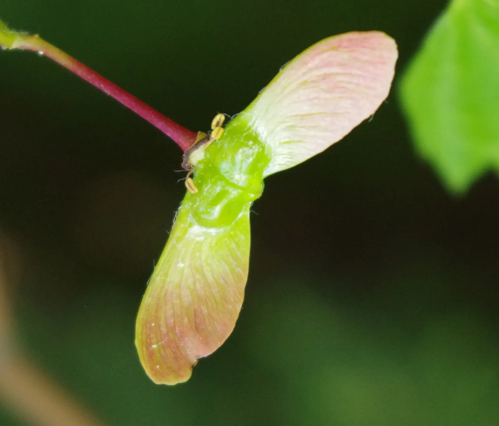 Vine Maple (Acer Circinatum) — or even in large container displays; this understory tree adds gentle structure and is particularly noted for its, image 56