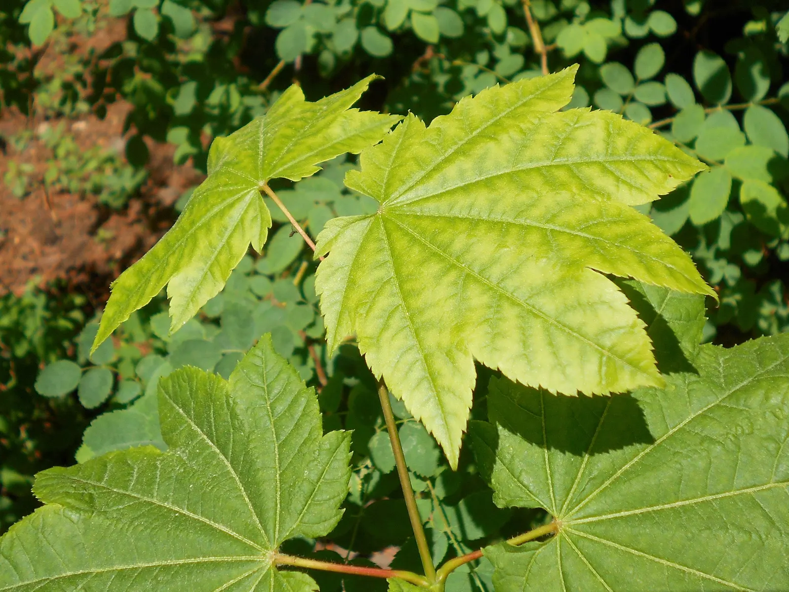 Vine Maple (Acer Circinatum) — green and red flowers in the garden
