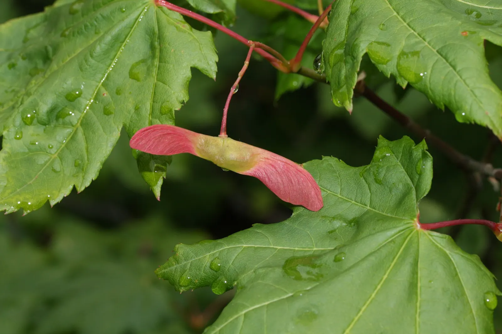 Vine Maple (Acer Circinatum) — Its flexibility and year-round charm make it a valuable asset to any client's landscape; or even in large container, image 77