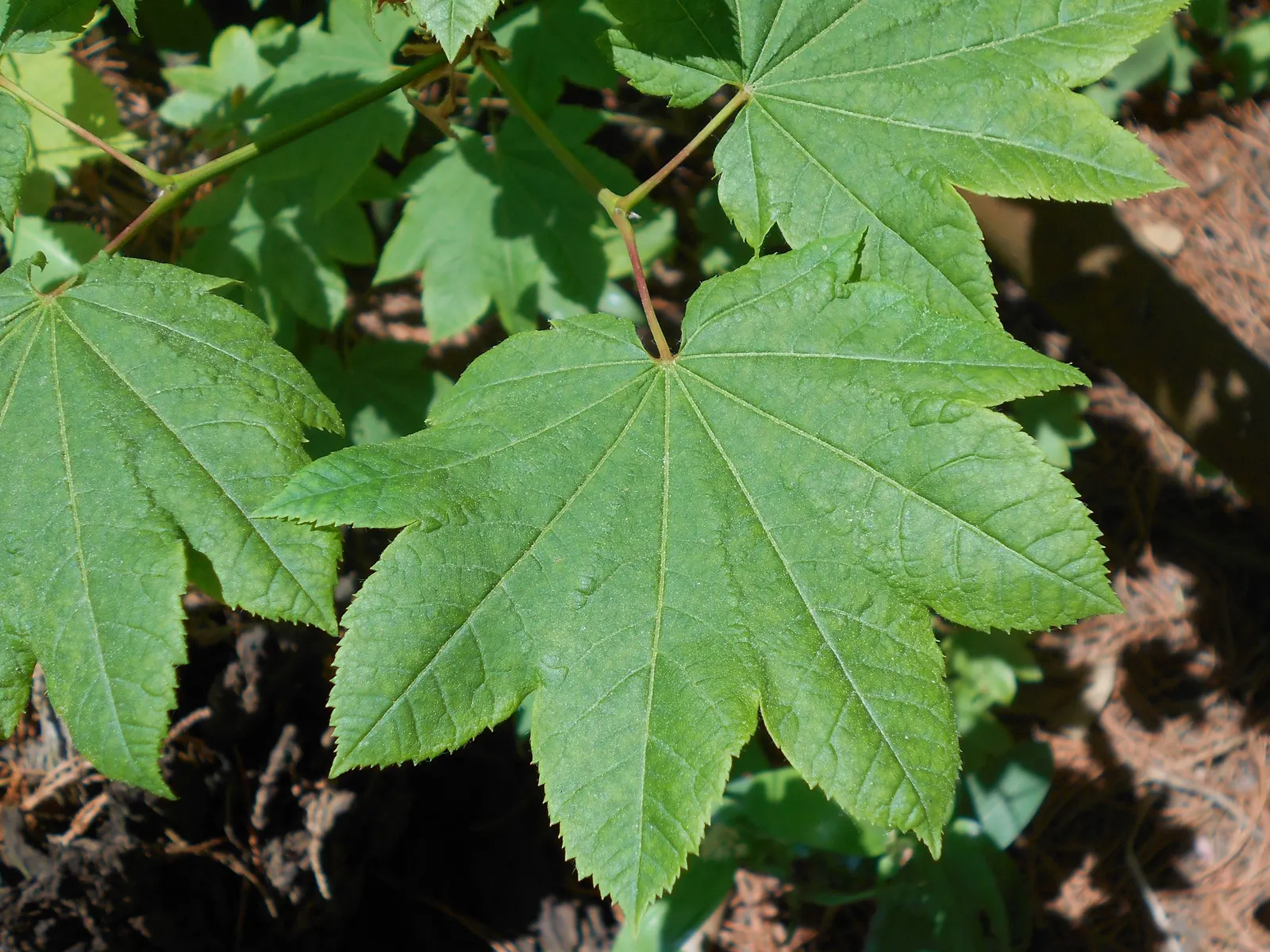 Vine Maple (Acer Circinatum) — though it tolerates sunnier spots if given adequate moisture
