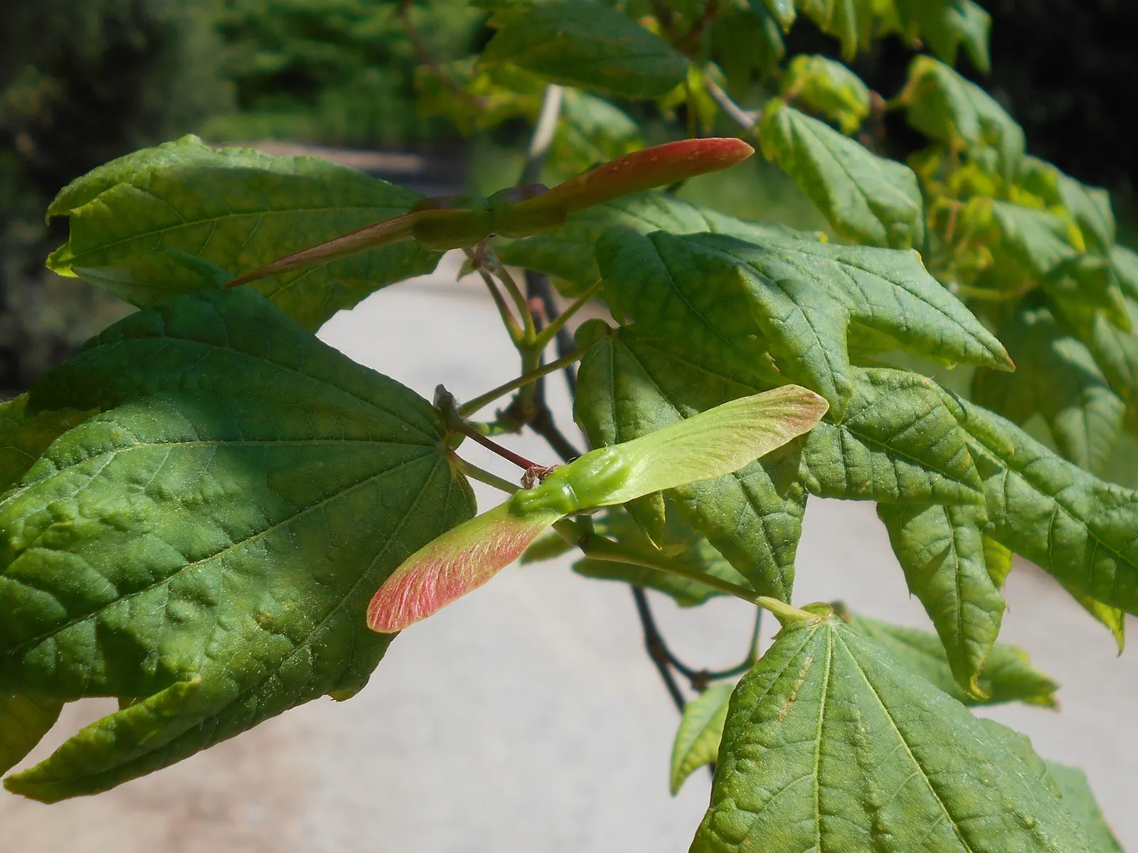 Vine Maple (Acer Circinatum) — it's ideal for understory plantings and woodland gardens