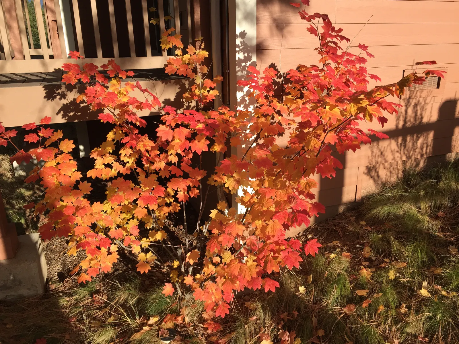 Vine Maple (Acer Circinatum) — this understory tree adds gentle structure and is particularly noted for its elegant; shrub / tree for half or shade, image 69