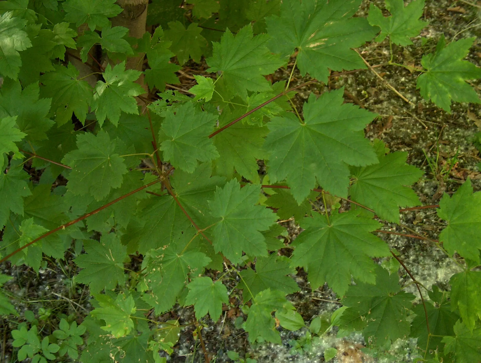 Vine Maple (Acer Circinatum) — Prefers partial shade and moist, well-drained soil