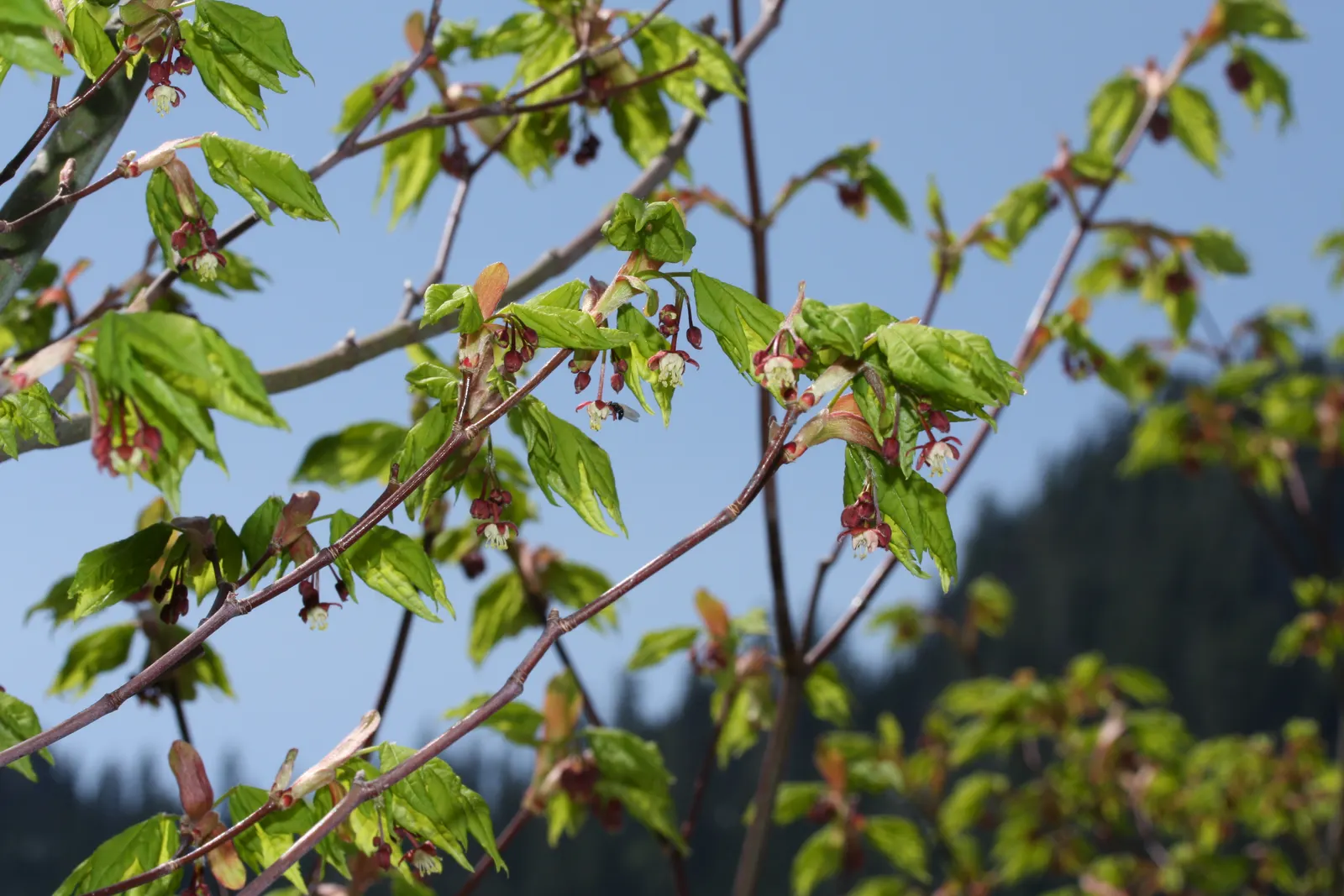 Vine Maple (Acer Circinatum) — green and red flowers in the garden; spreading shape with green