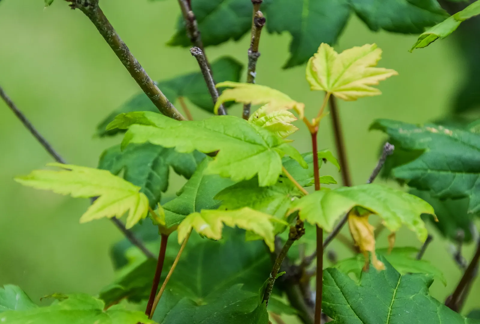 Vine Maple (Acer Circinatum) — Its flexibility and year-round charm make it a valuable asset to any client's landscape; or even in large container displays