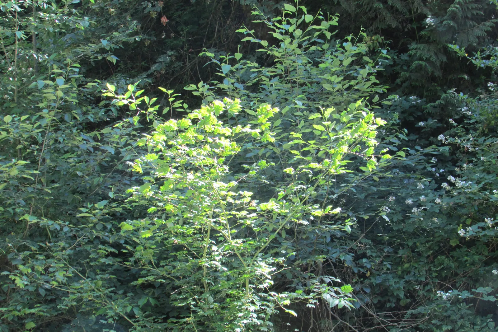 Vine Maple (Acer Circinatum) — spreading shape with green; green and red flowers in the garden