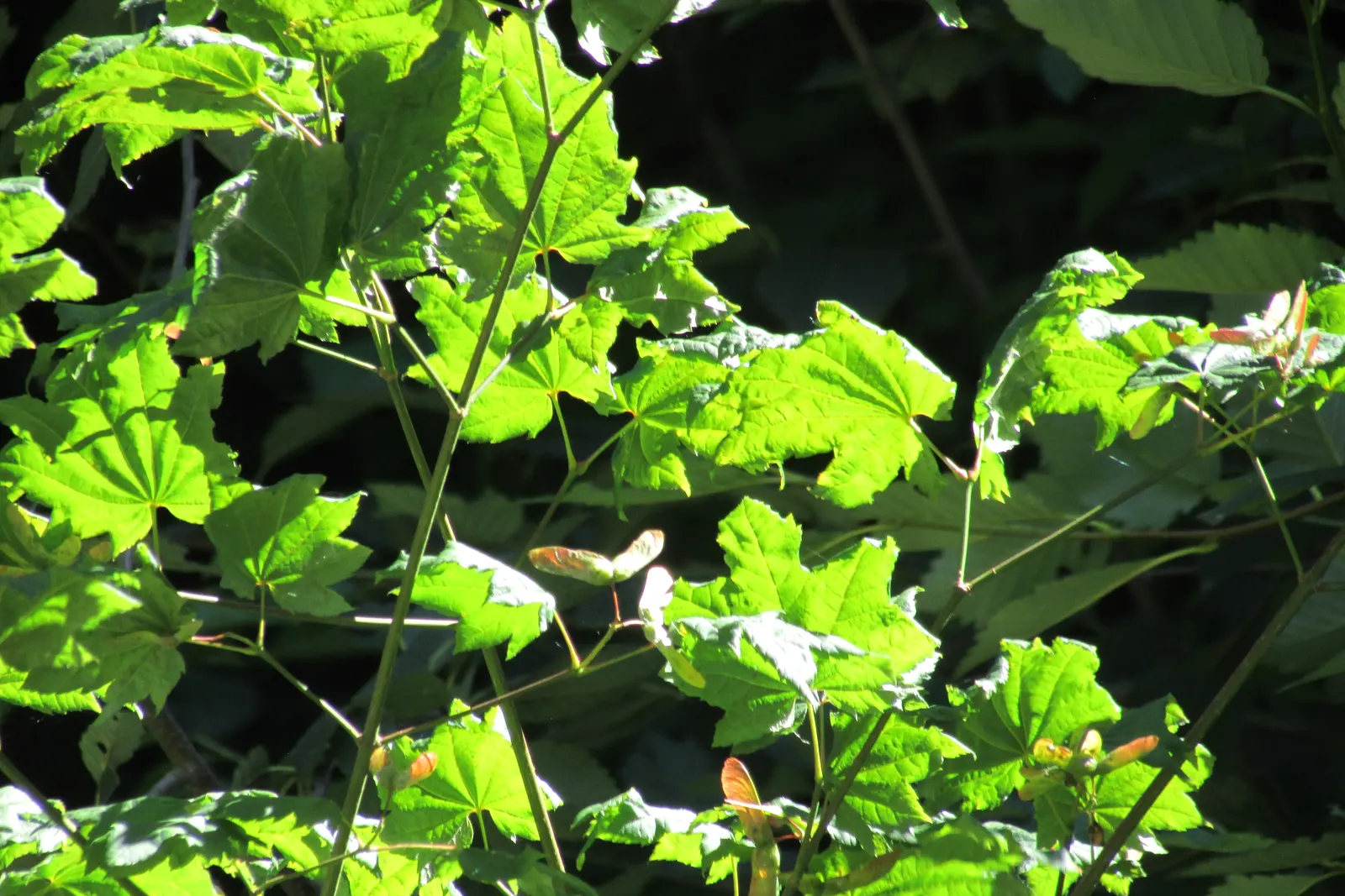 Vine Maple (Acer Circinatum) — providing dynamic seasonal interest and habitat value